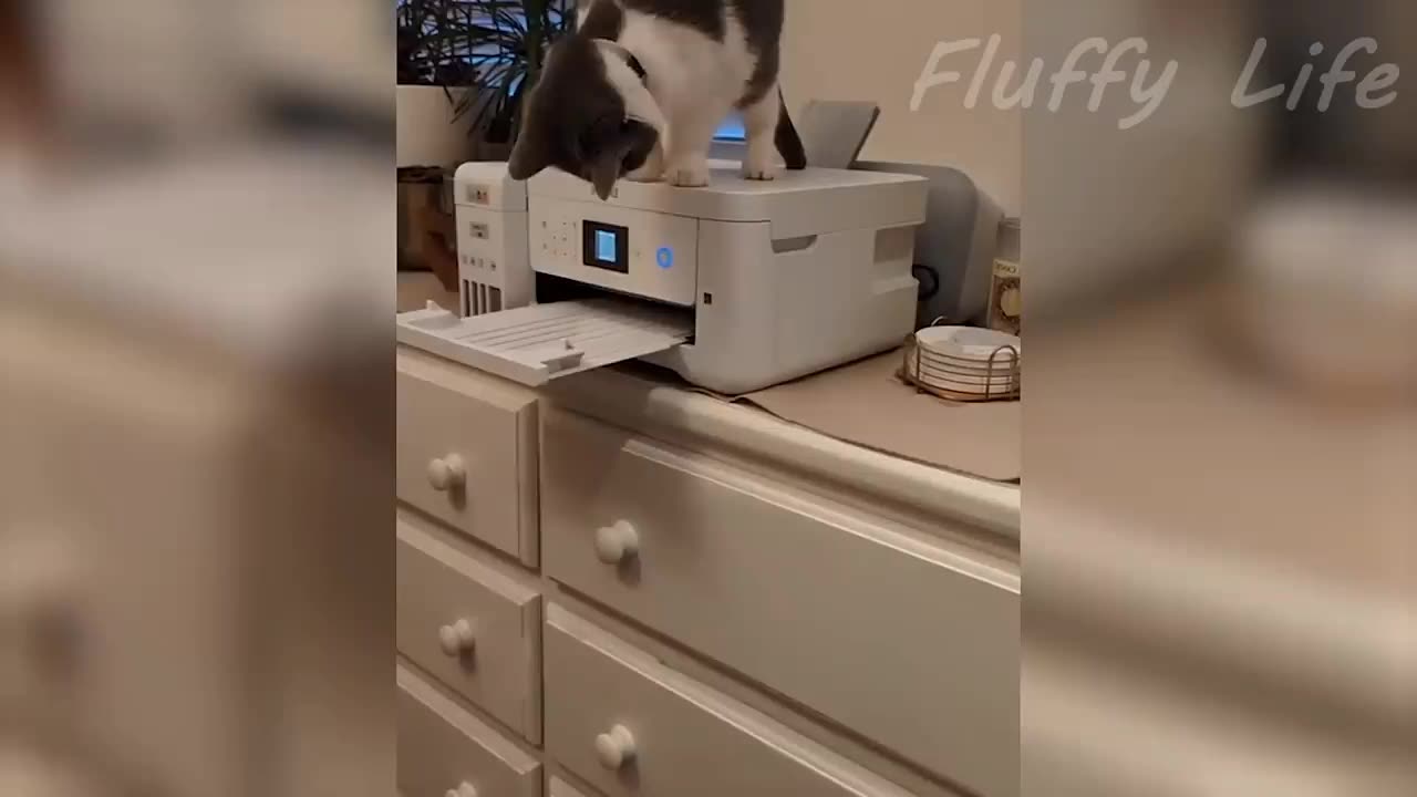 Pets depression killer Funny