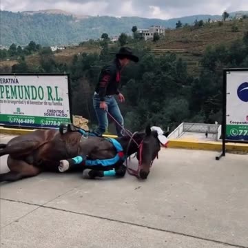 Who picked the location and who placed the camera person?