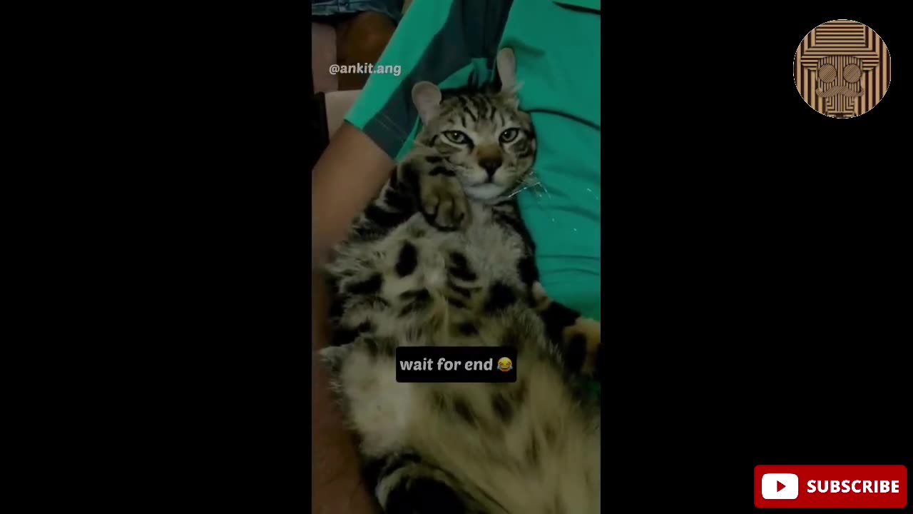 Best cat funny video