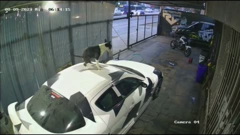 Dog does his business on top of car