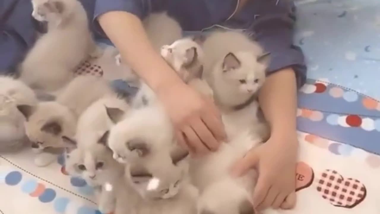 Count How Many Baby's