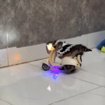 Accidents of Kittens