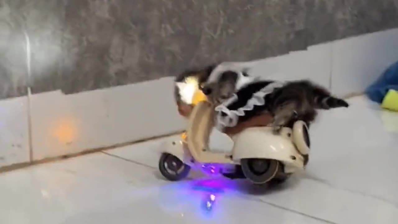 Accidents of Kittens