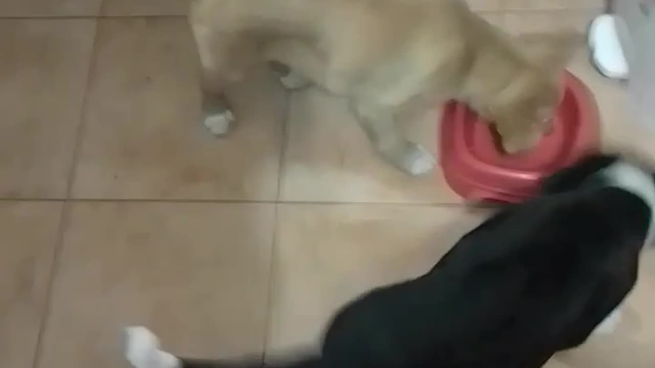 I miei adorabili cuccioli, mangiano insieme in casa bellissimi animali di YouTube @SanTenChan