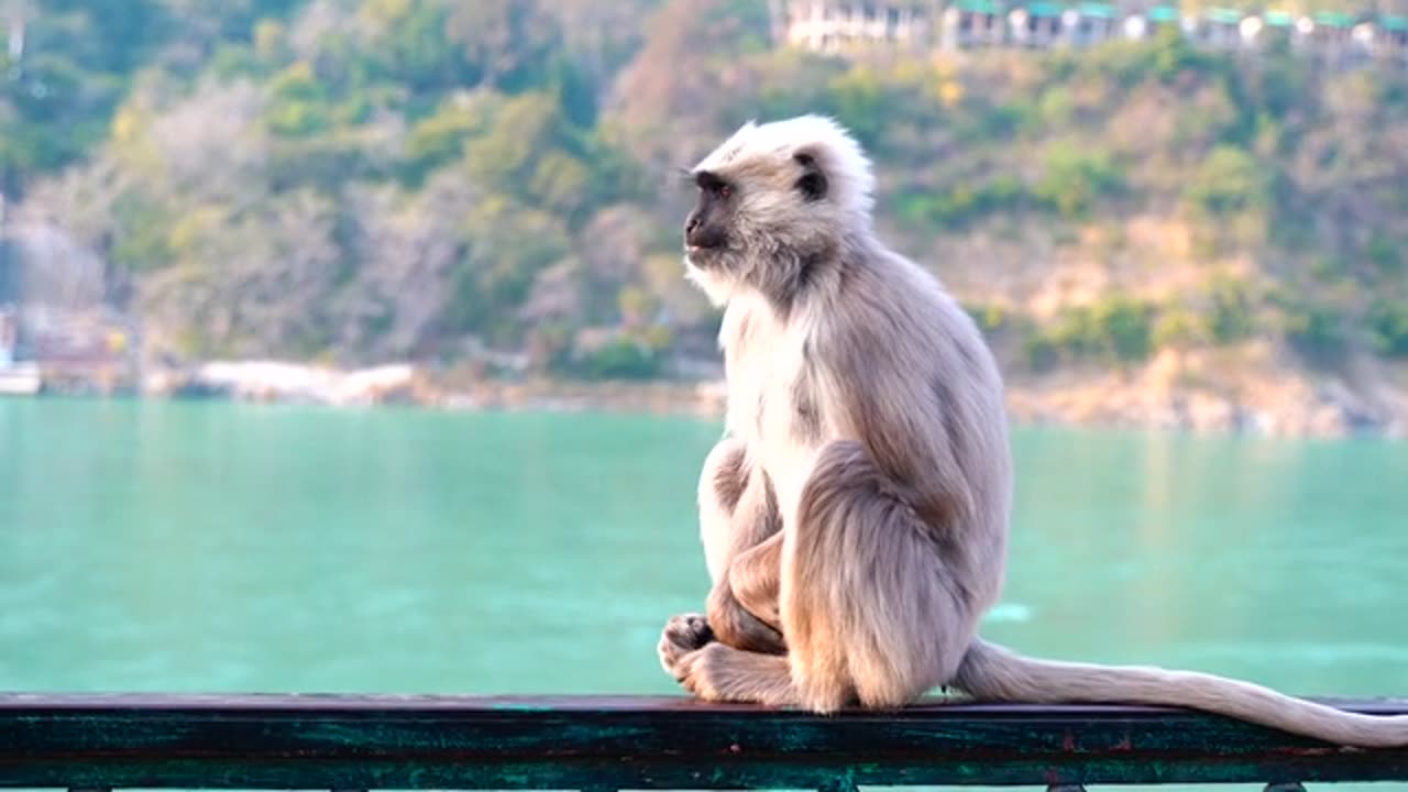 Monkey short video