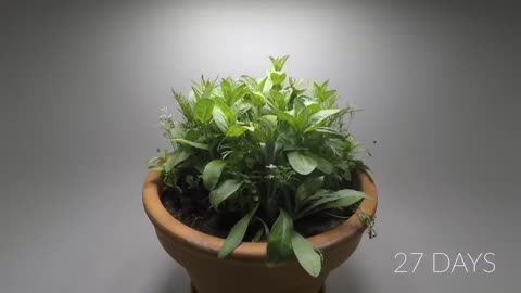 Growing Flowers Time Lapse - 47 Days