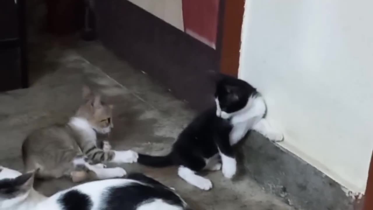 crazy cats play