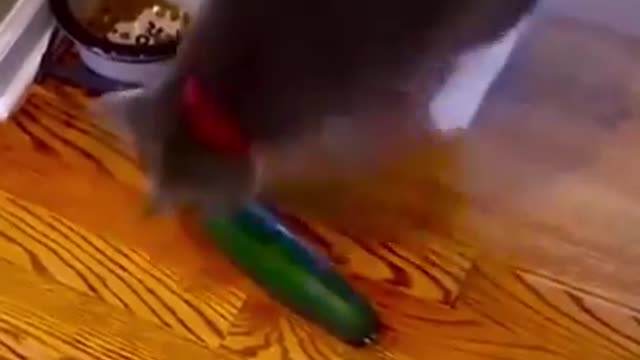 Fails Animal but funny video 🤣 | Animals short video | Fun Time