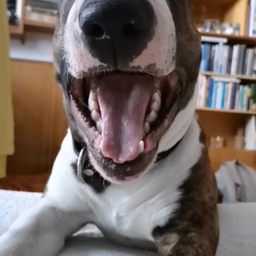 Funny dog yawns