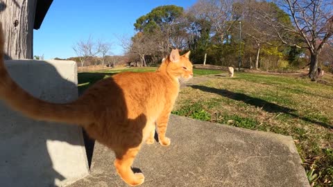 - Two good friends of cream cat and brown tiger cat go out to the hut