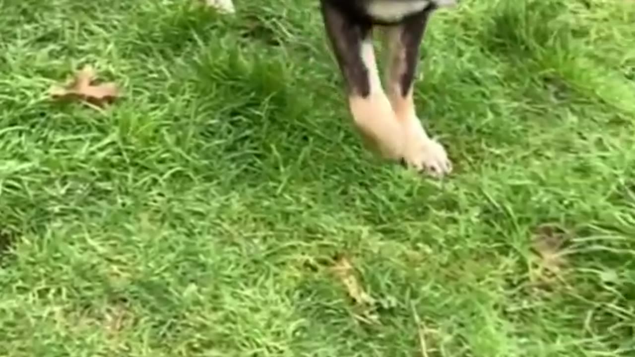 TOP 10 Dog Breeds That Look Like Wolves #shorts #shortsfeed #dogshorts