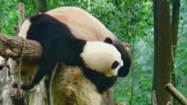 Can be lovely love pandas, who can not love