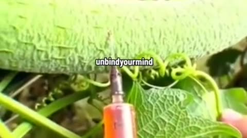 WORLD foods waters poisoned [grow your own]