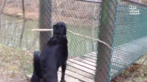 FUNNIEST Pet Fails!