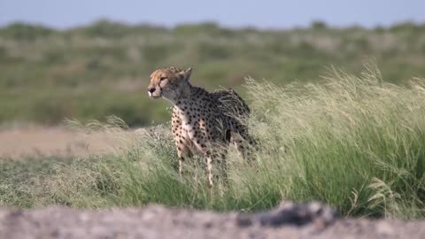 central kalahari