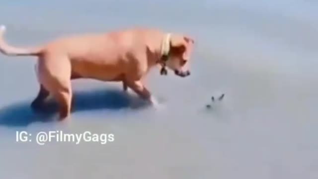 Funny Dog Videos