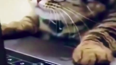 Funny Dogs And Cats Videos 2023 😅👌