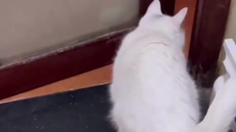 "Get ready to say 'aww'! These animals are too cute!"