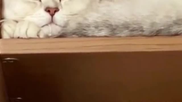 Oh no#CapCut #pet #cat #fyp #foryou
