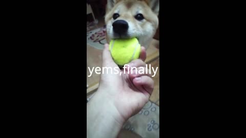A M G E R Y BOY