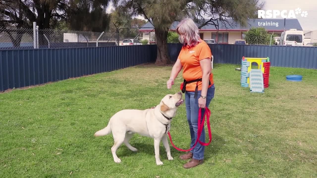 Dogs traning video