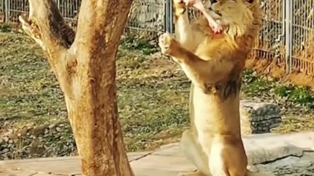 Animal funny video combination