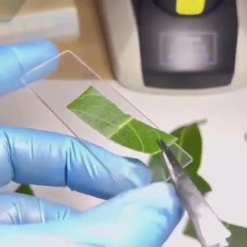 Real time footage of a plant making oxygen