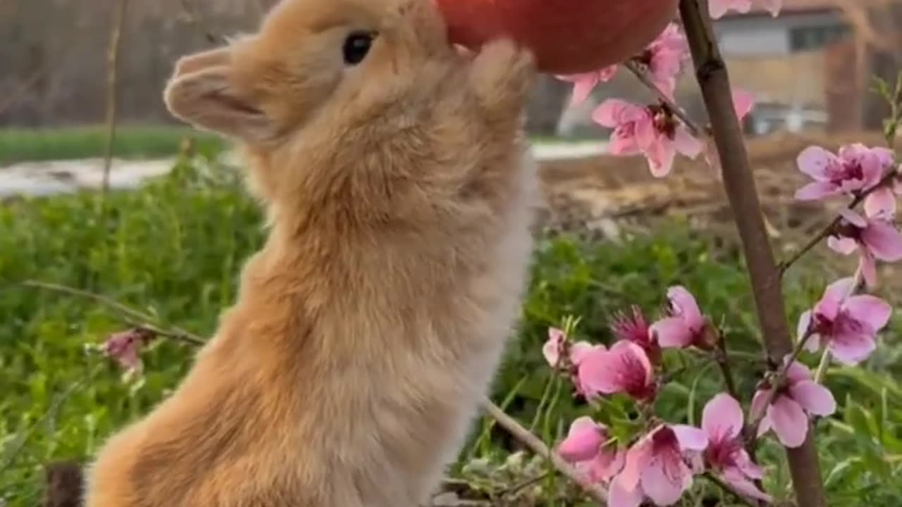 rabbit attack Apple #viral #rabbit Cute Rabbit Videos 4KVideos