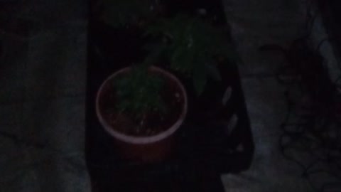 Cannabis grow