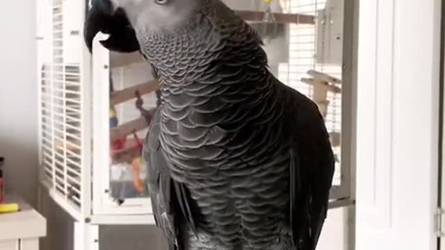 smart parrot, super nice parrot funny pet humor funny small parrot talking