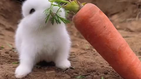 Funny rabbit, Rabbit is eating carrot, | Funny video | Funny pet video