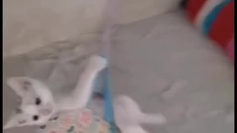 🐈😼😁😁