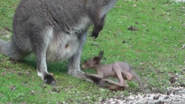 kangaroo mother with her baby