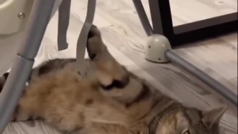 cat and child fun eachother😂❤😘
