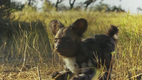 Robotic Spy Puppy Meets Wild Dogs