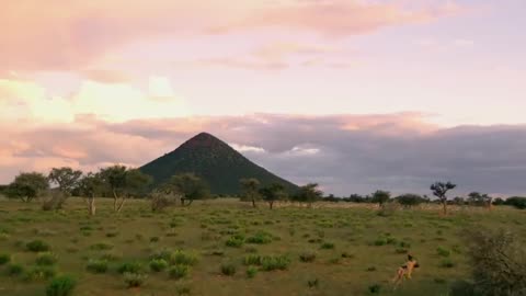 Africa & Wildlife _ Cinematic FPV