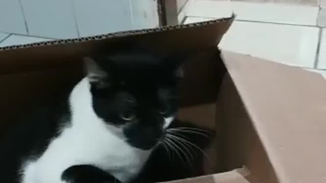 Gato dono da caixa