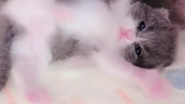 OMG So Cute Cats ♥ Best Funny Cat ❤️🐈Videos 2021 #shorts