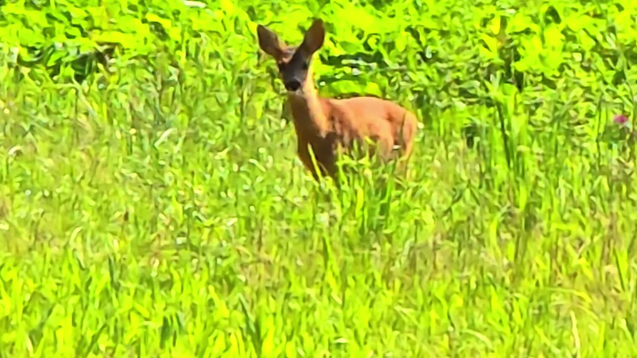 Young deer feeding / a cute deer next to the forest.