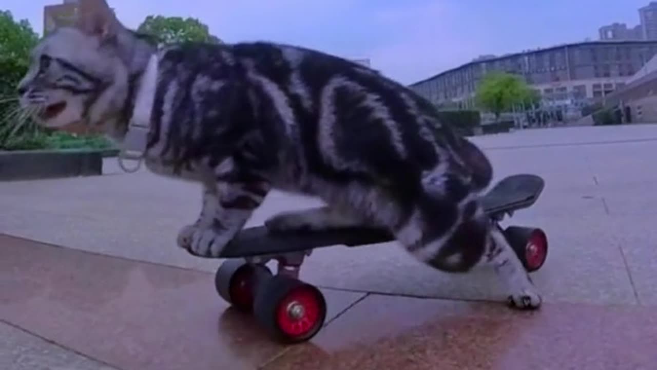 FUNNY CAT VIDEOS. FUNNY CAT VIDEOS. VIRAL SHORTS VIDEOS