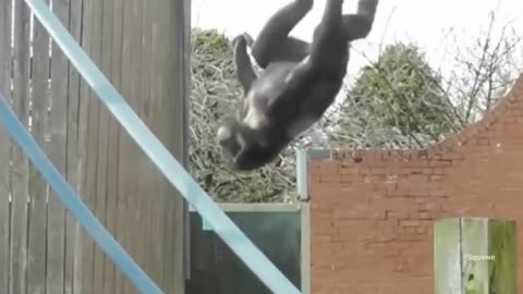 top 5 monkey