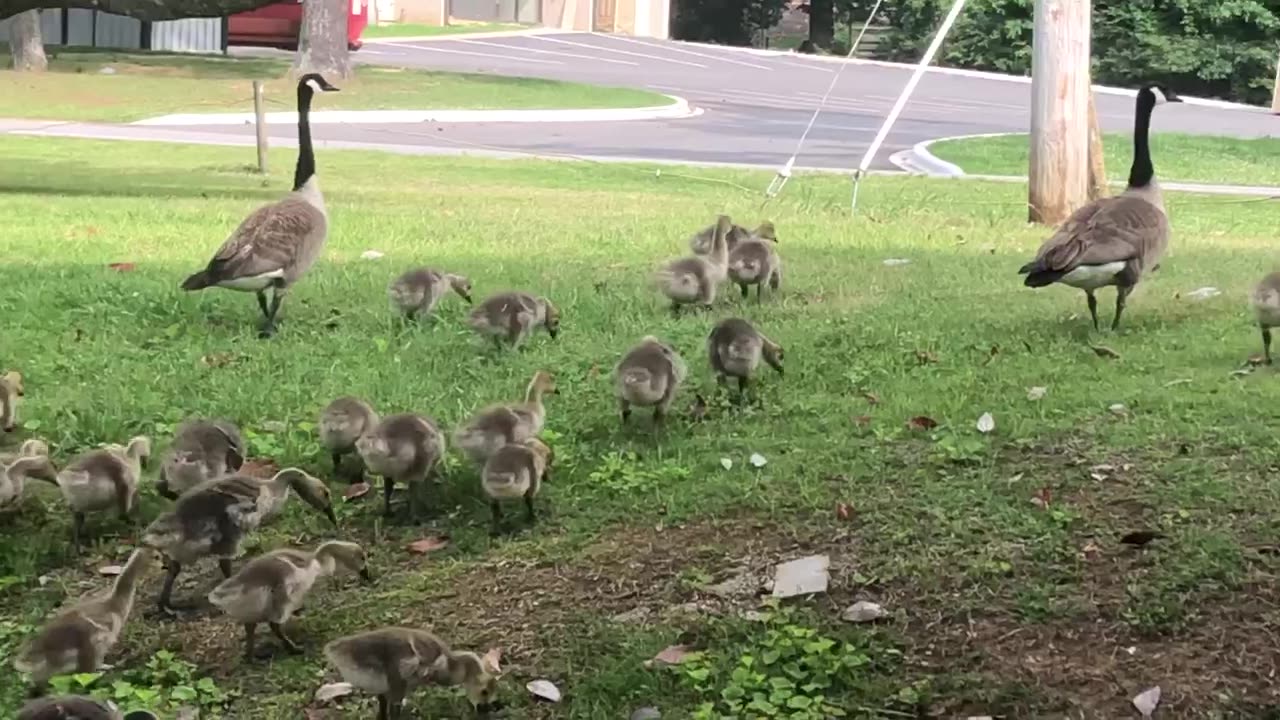 Canadian geese