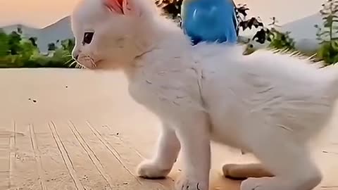 Super cat