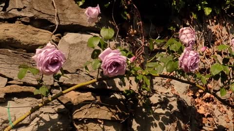 ROSE DEL PARCO DI SAN GIOVANNI