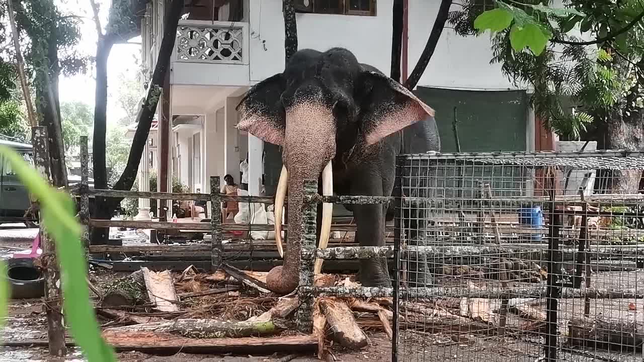 Elephant Tusker Animal Srilanka