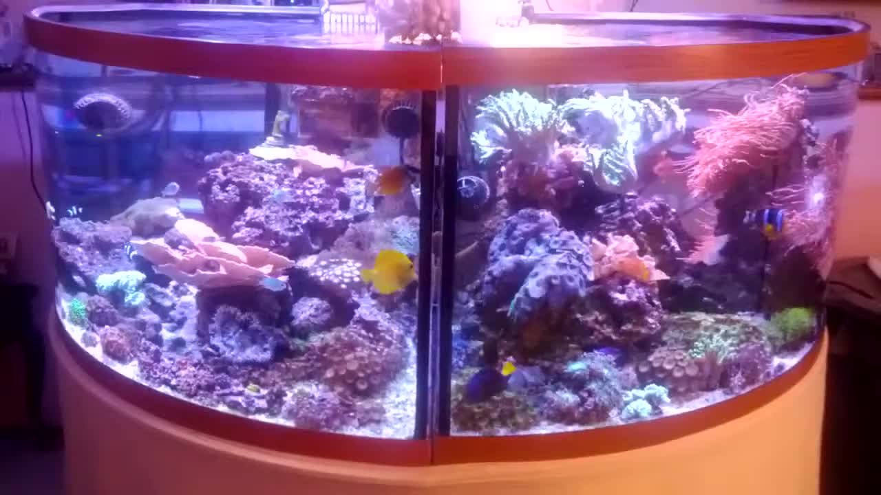 Two corner tank reef system