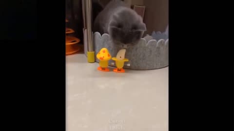 Funny Animals 2024🐈😜Funniest Cutest Cats and Dogs🐱😀