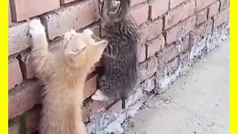 #Shorts Cats Vol.5 🐾 Shorts Funny Animals 😹 Shorts Animals