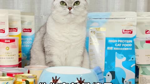 funny cat short videos 2023