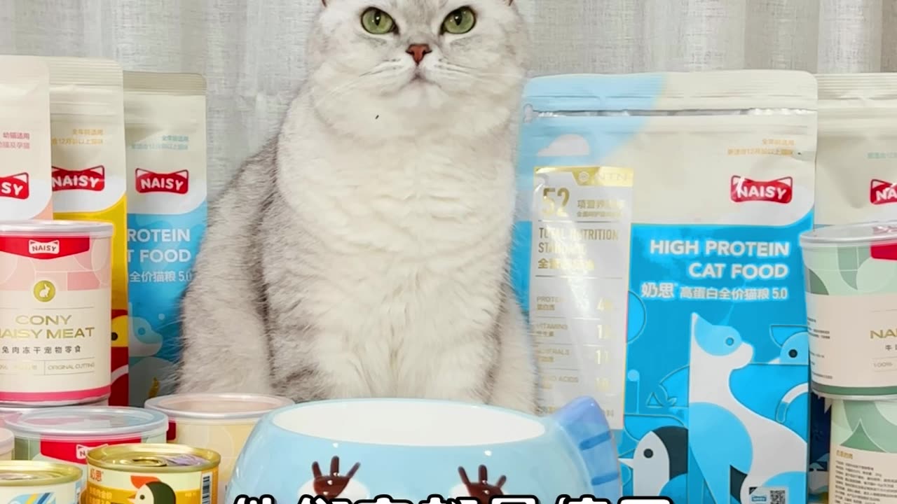 funny cat short videos 2023